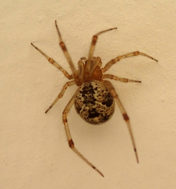 Parasteatoda tepidariorum